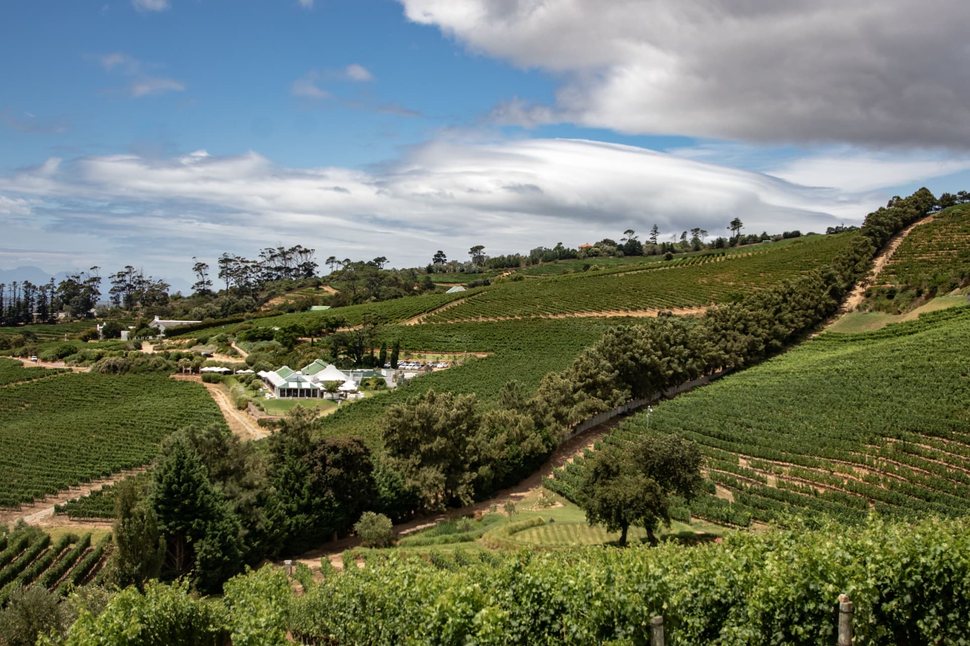 Rolling vineyard hills with tree lines and open pasture