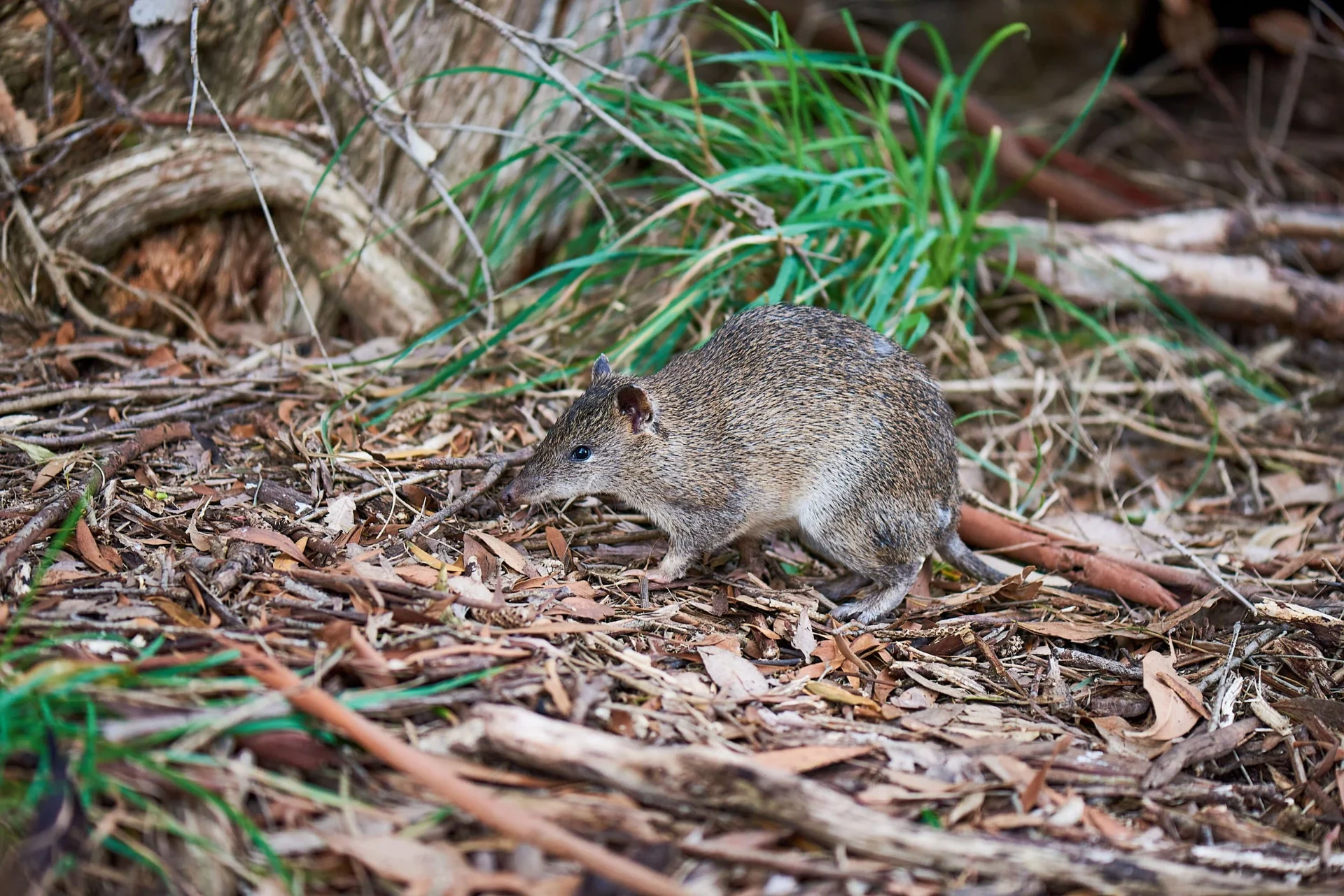 A Southern Brown Bandicoot foraging in leaf litter beneath native trees